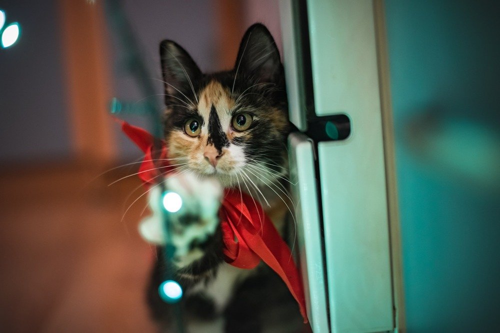 Photograph by Lucie Mojžíšová