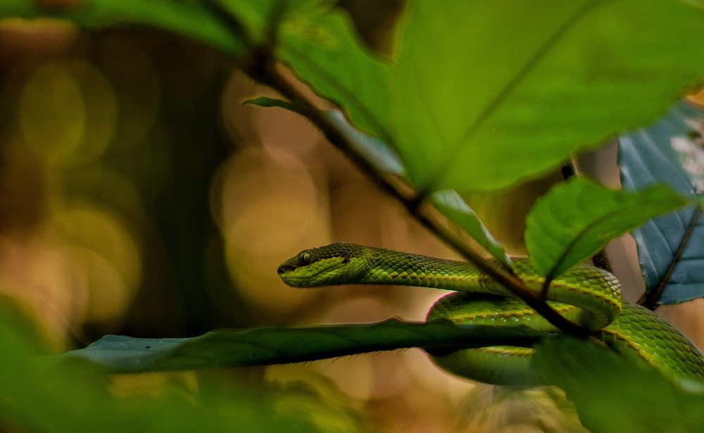 Фотография автора Adarsh Ojha