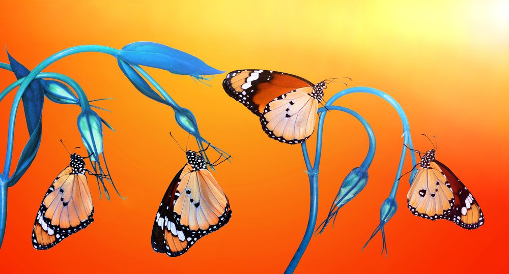 Photograph by Mustafa Öztürk