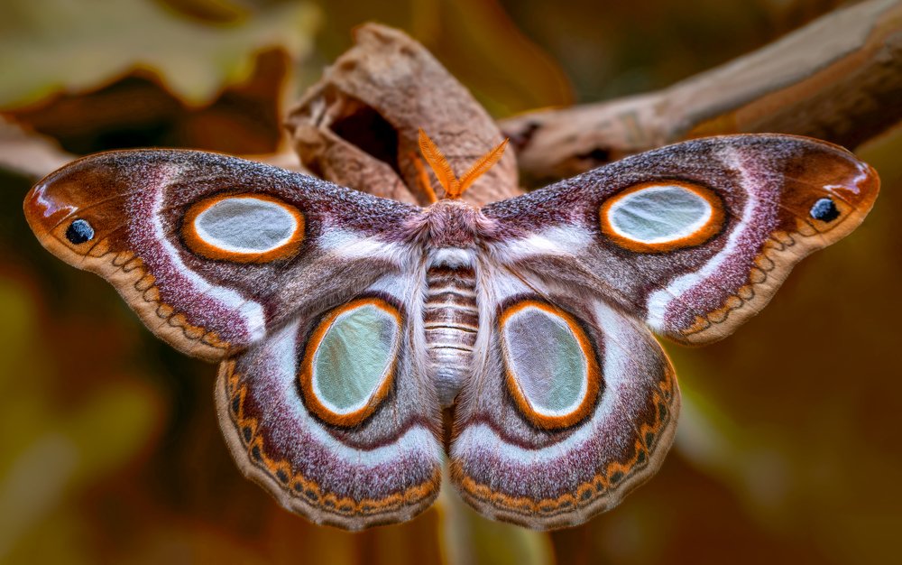 Photograph by Mustafa Öztürk