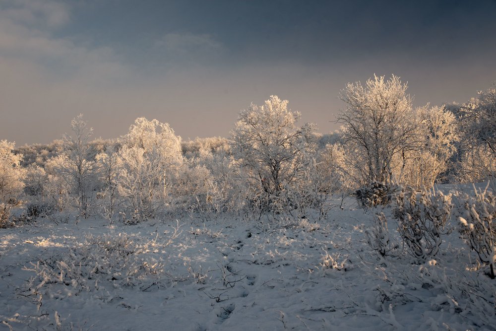 Морозный день
