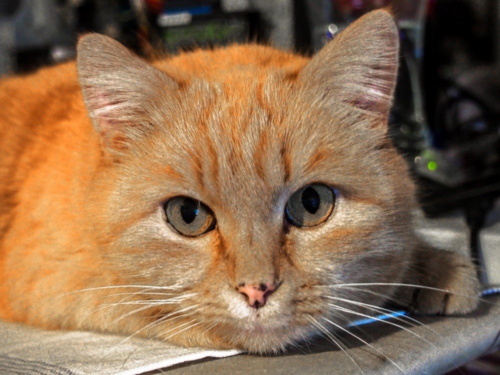 Photograph by mikhail goryachev