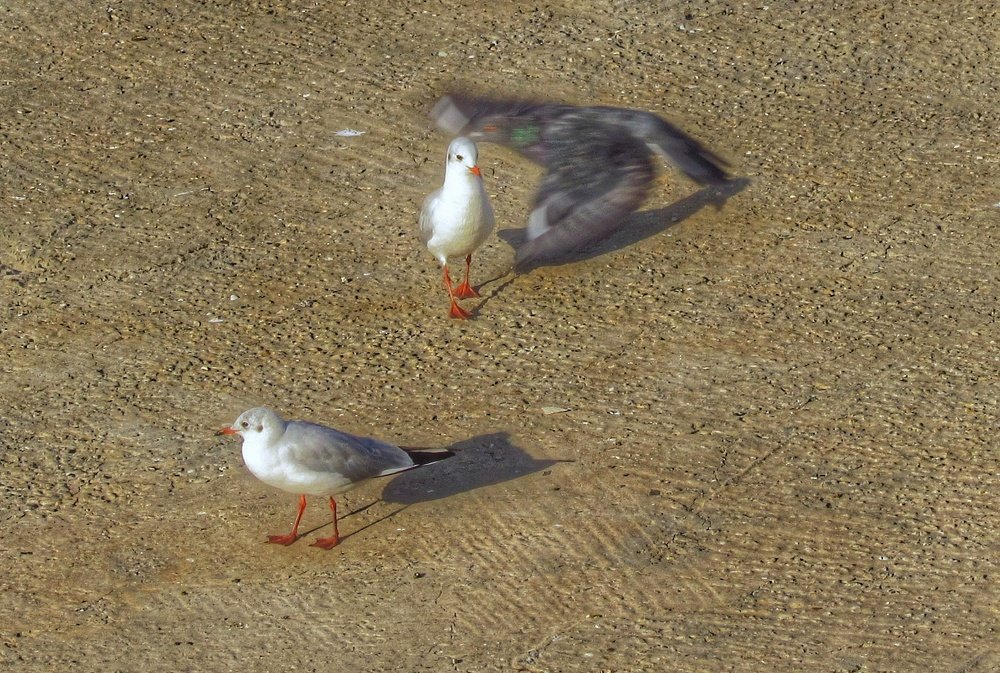 Природа-шутница: что Вы тут видите?