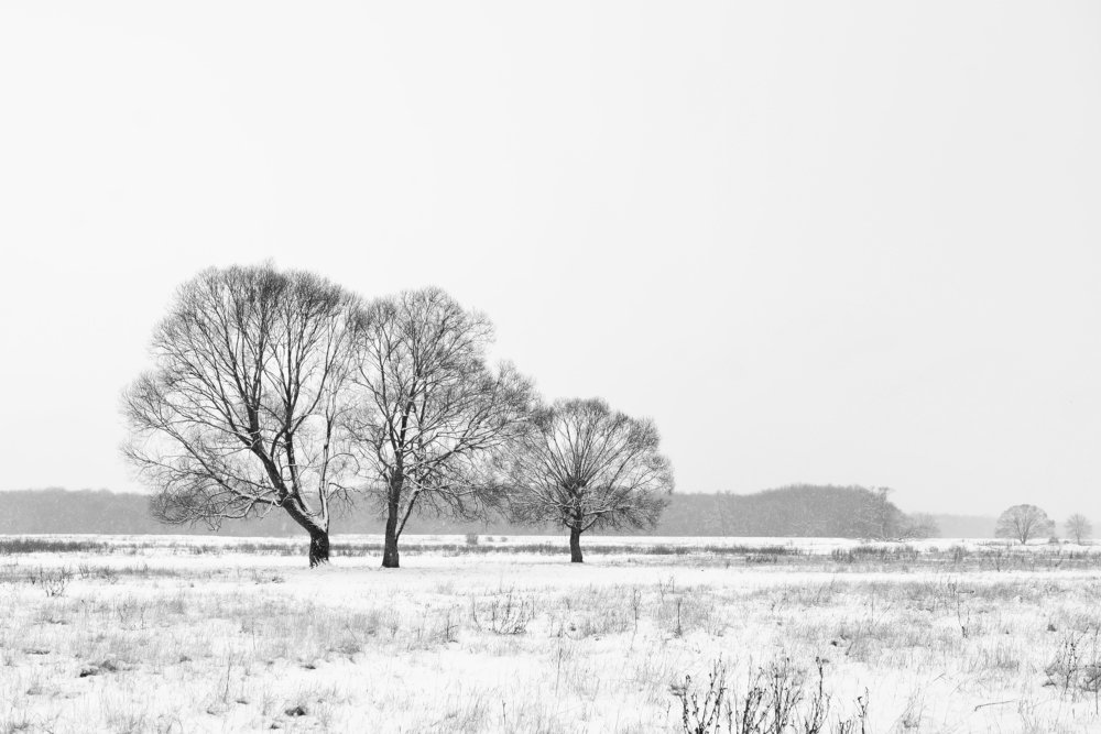 Photograph by Оксана Плугатарева