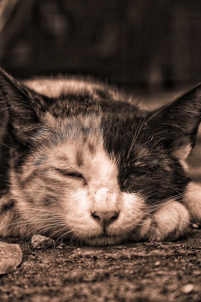 Photograph by Catur Catur Priyo Santoso