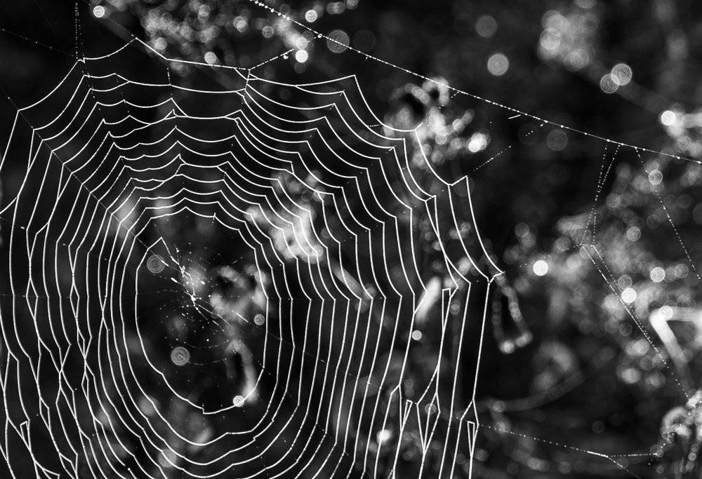 Паучьи сети