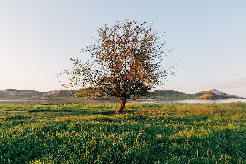 Одинокое дерево