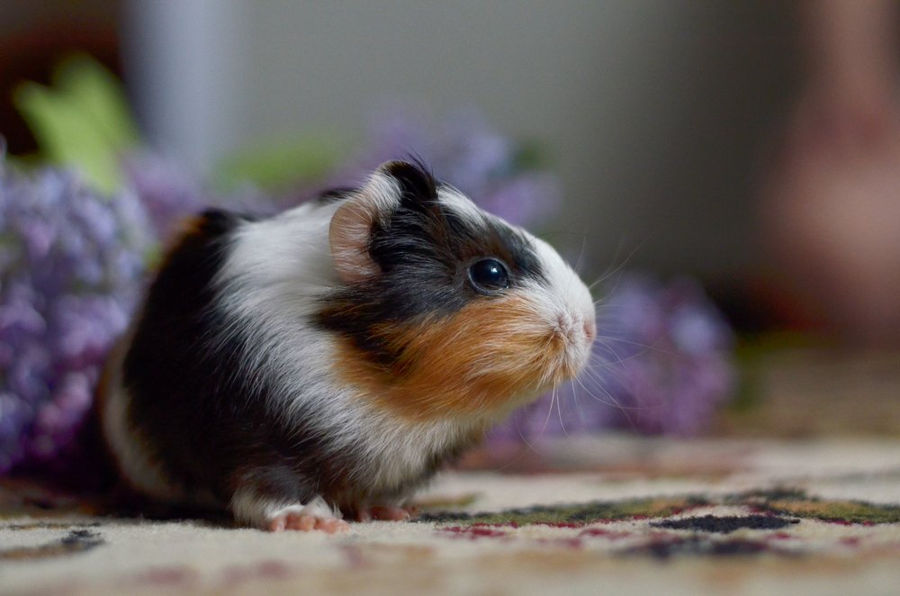 Боня и сирень