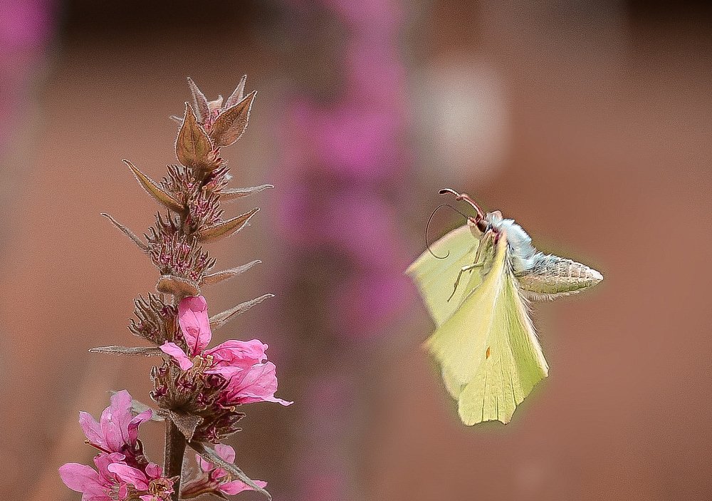 Фотография автора Anna NovaLova