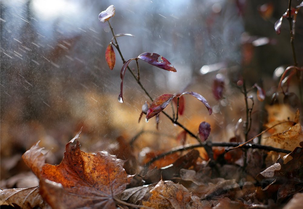 Photograph by Юрий Соловей