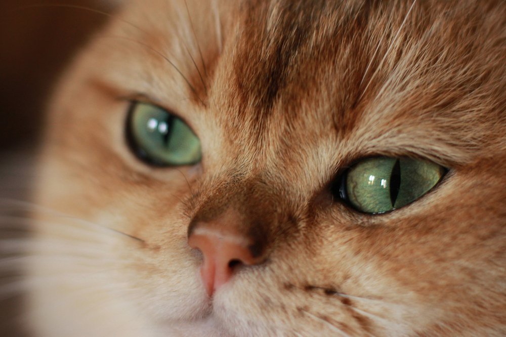 Photograph by Любовь Конева