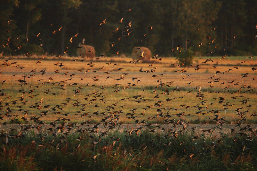 Photograph by Anna Suchcicka