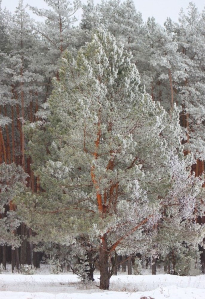 Photograph by Оксана Федулова