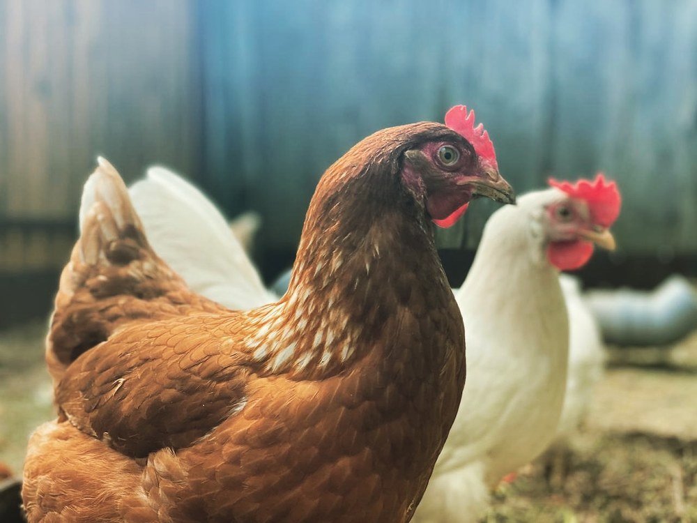 Брюнетка и блондинка