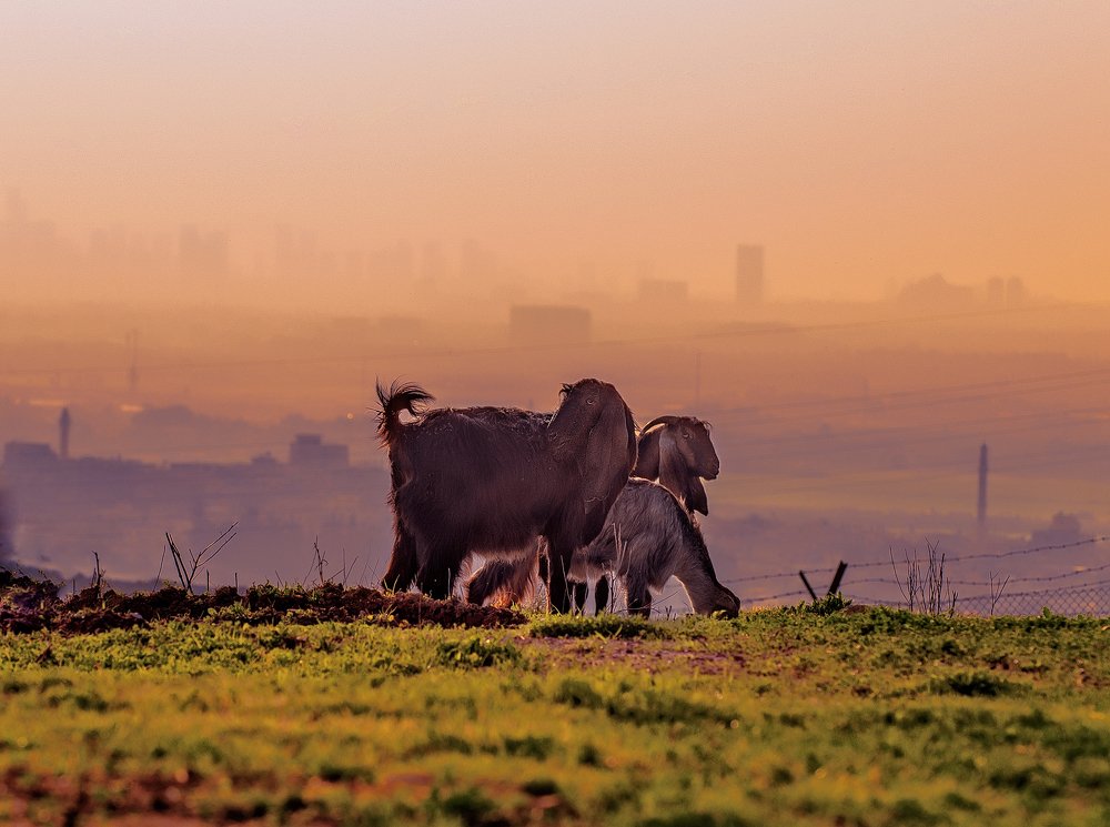 Photograph by Александр Бен Сандлер