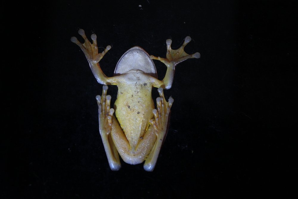 Photograph by Tatiana Barthem