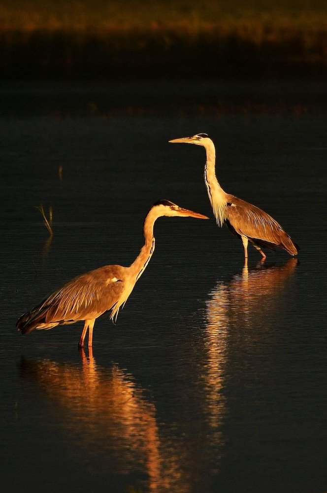 Great egrets & Morning light