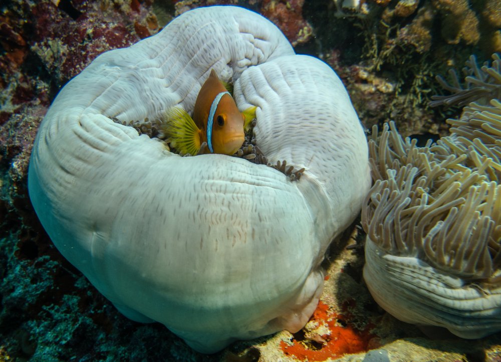 Photograph by Галина Михоношина