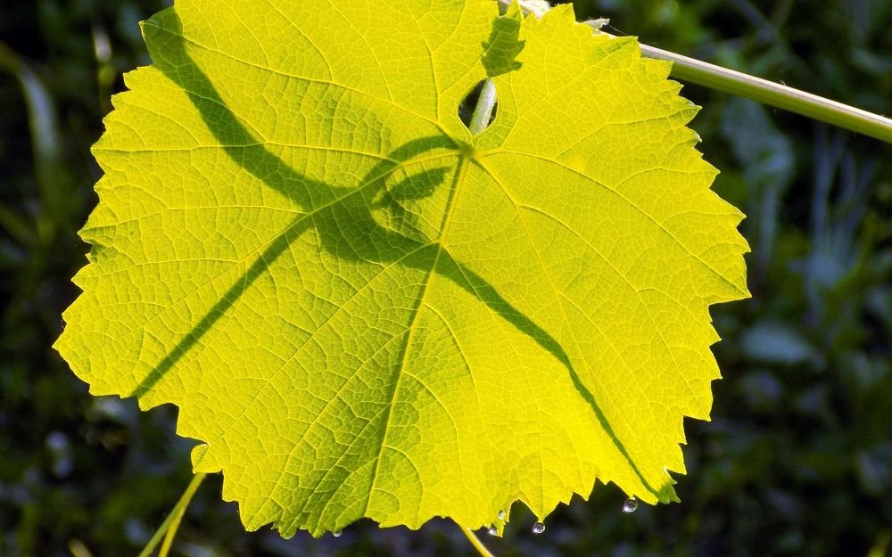 Photograph by Сергей Рудаков