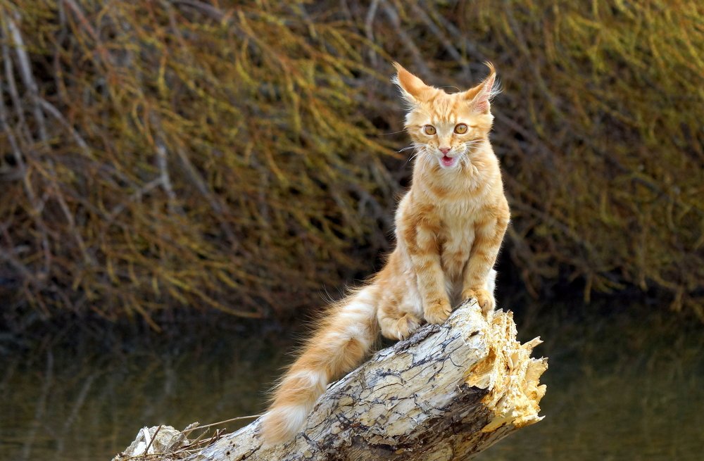 Photograph by Виктор Игнатенко.