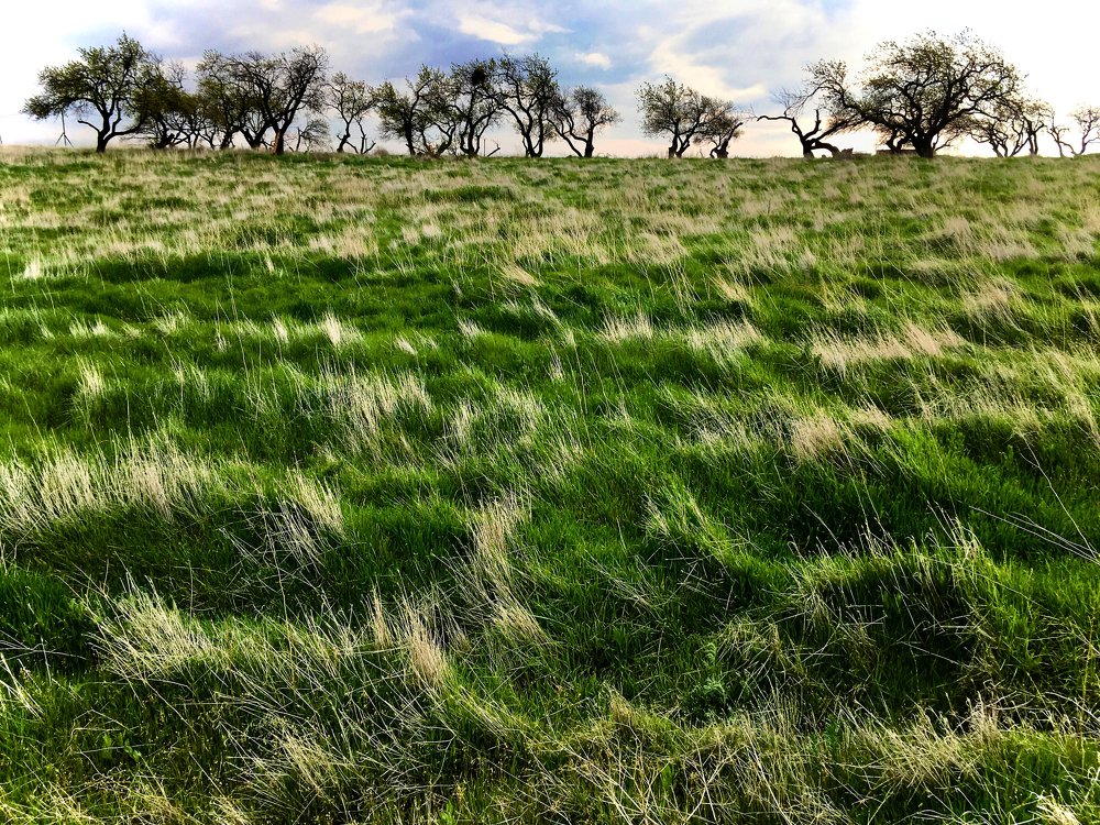 Photograph by Abbas Yousefshahi