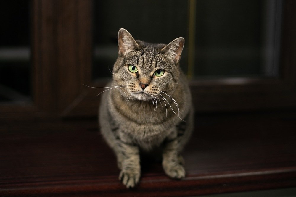 Фотография автора Анна Крутицкая