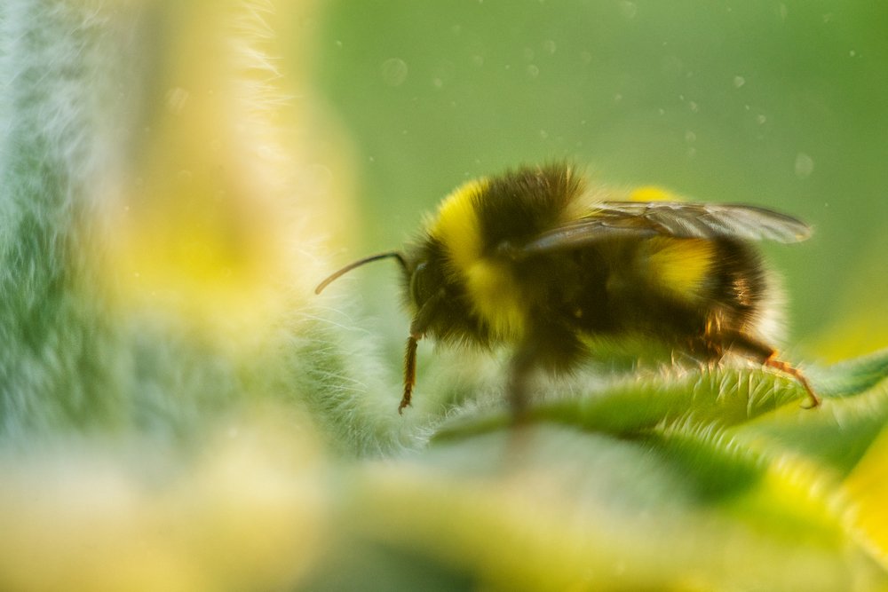 Photograph by JuliaVashurina