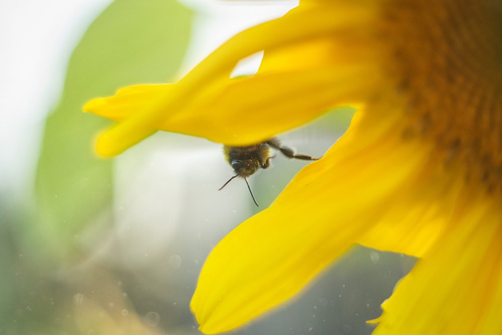 Photograph by JuliaVashurina