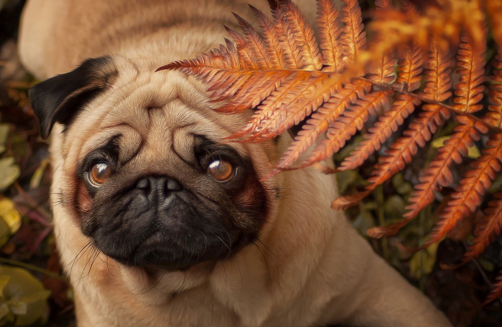 Photograph by Аня Егоренкова