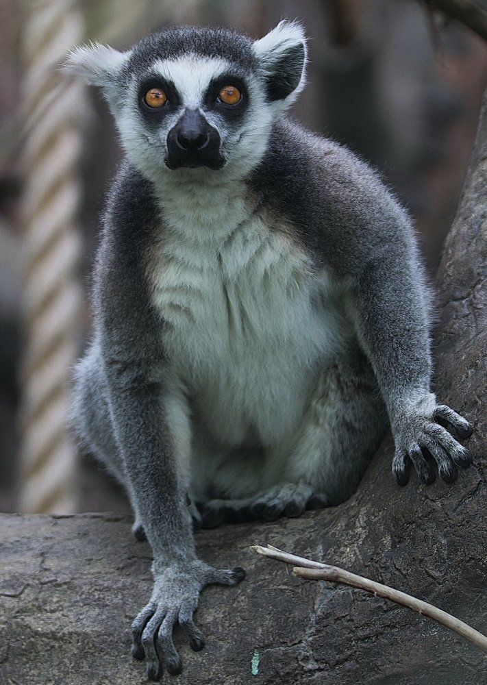 Фотография автора АЛЕКСАНДР ЦЫГЕЛЬНЮК