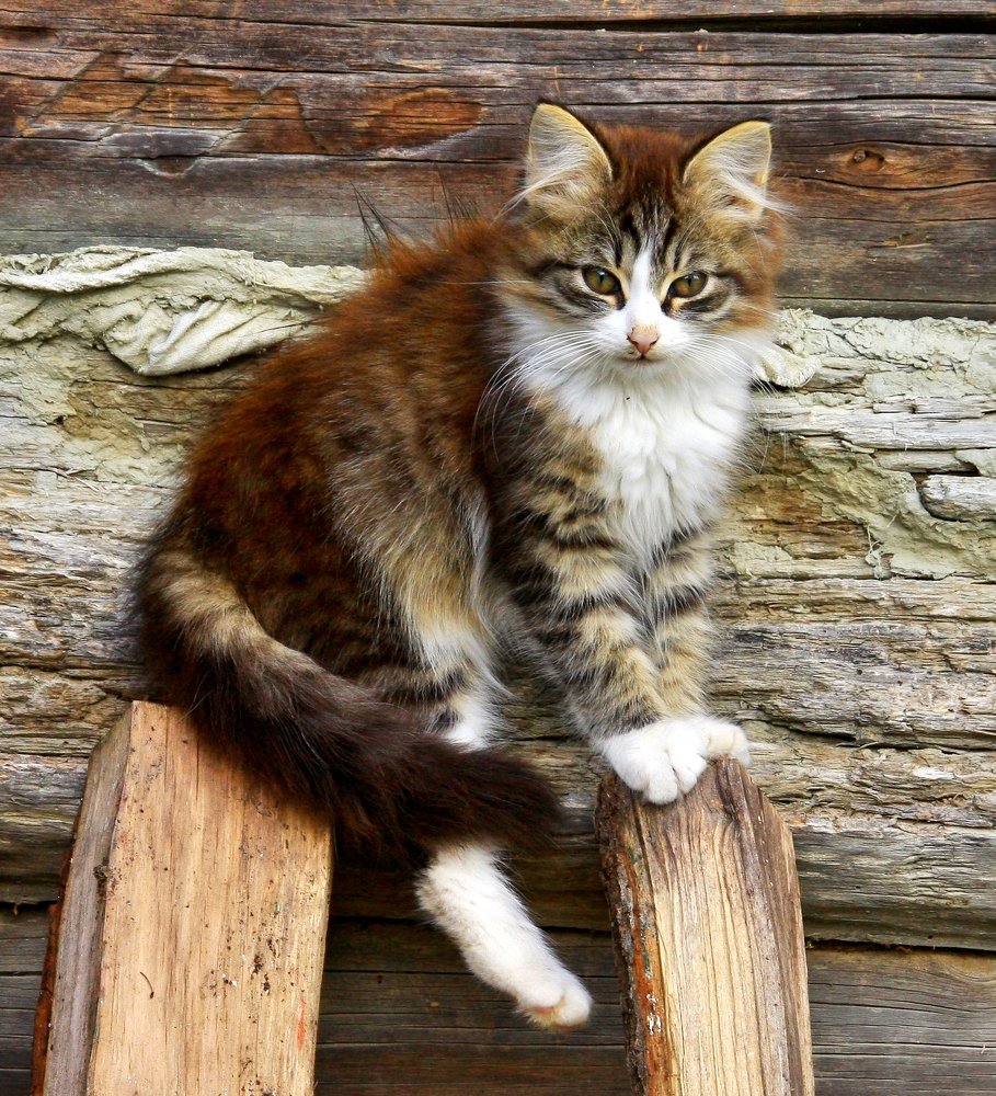 Из жизни деревенских котов