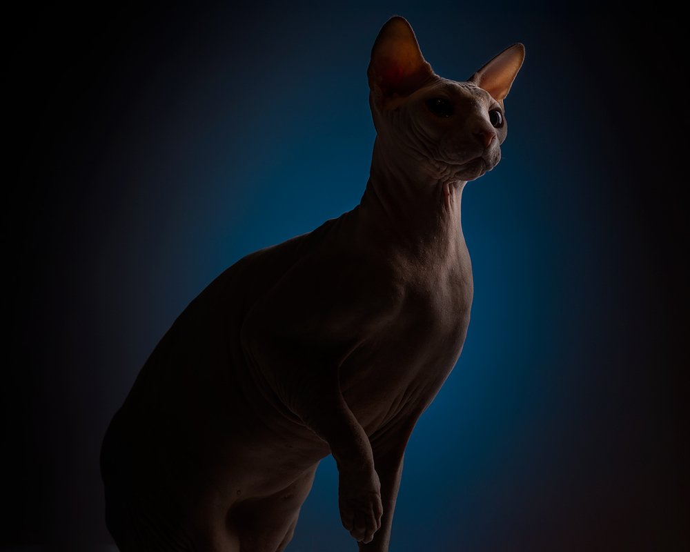 Photograph by ale virgulto