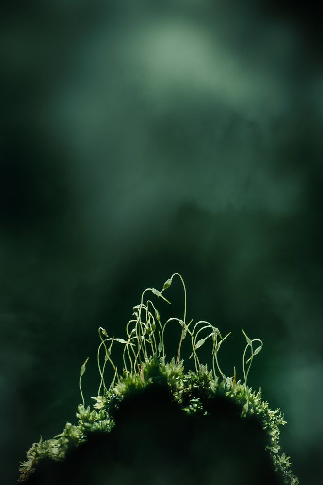 Moss