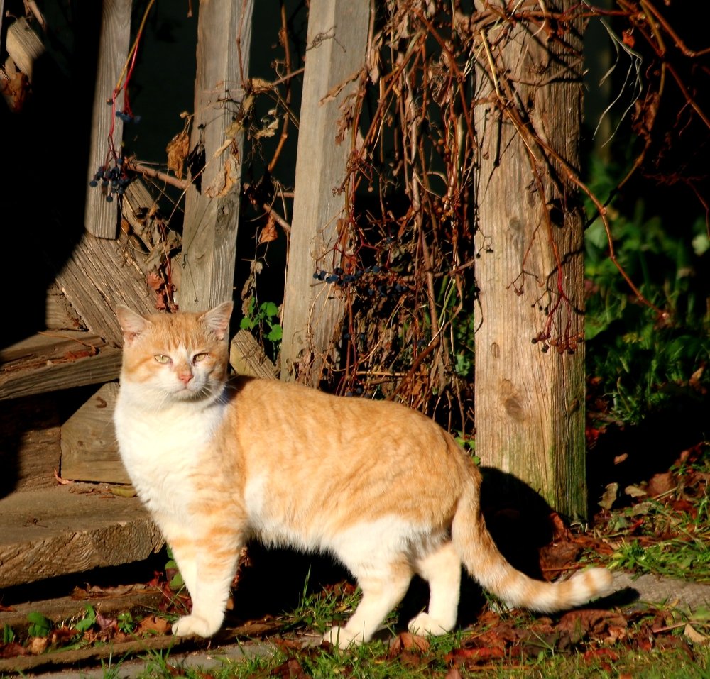 Просто царь