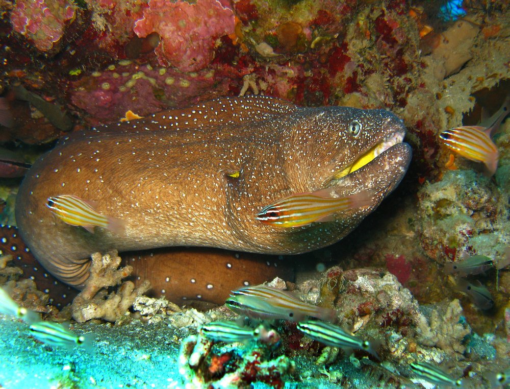 Фотография автора Эрнст Антонов