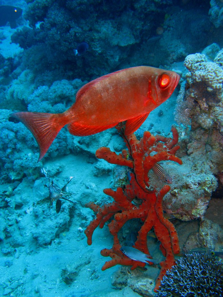 Фотография автора Эрнст Антонов