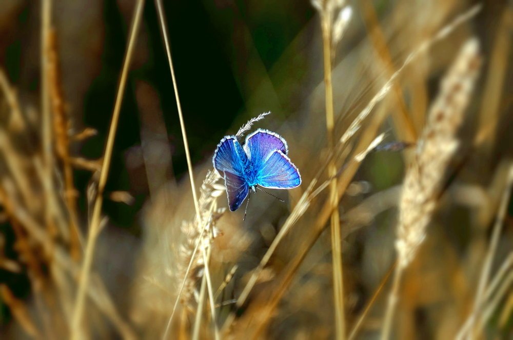 Photograph by POPOVICI ADRIANA