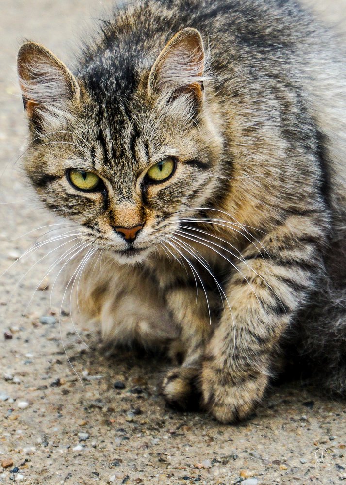 Photograph by POPOVICI ADRIANA