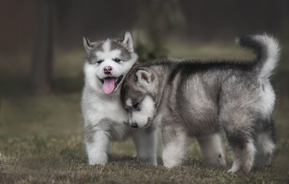 Photograph by Ирина Мороз