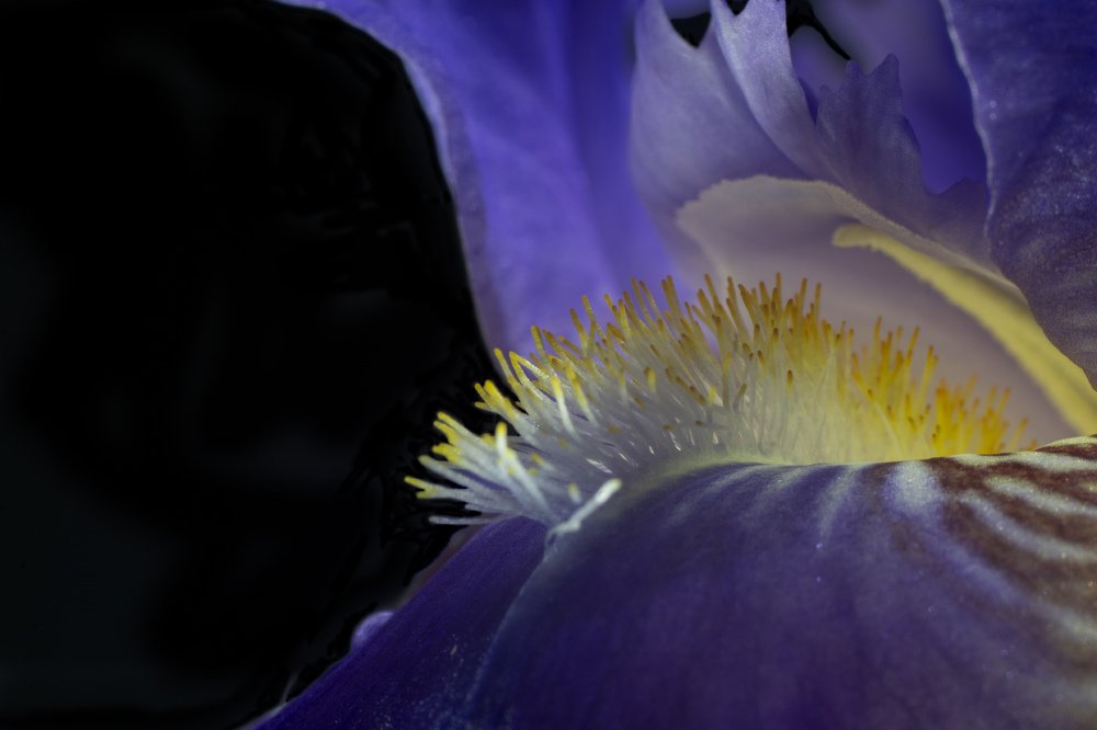 Фантастический лес