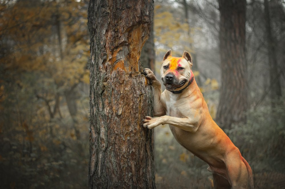 Фотография автора Виктория Сердюкова
