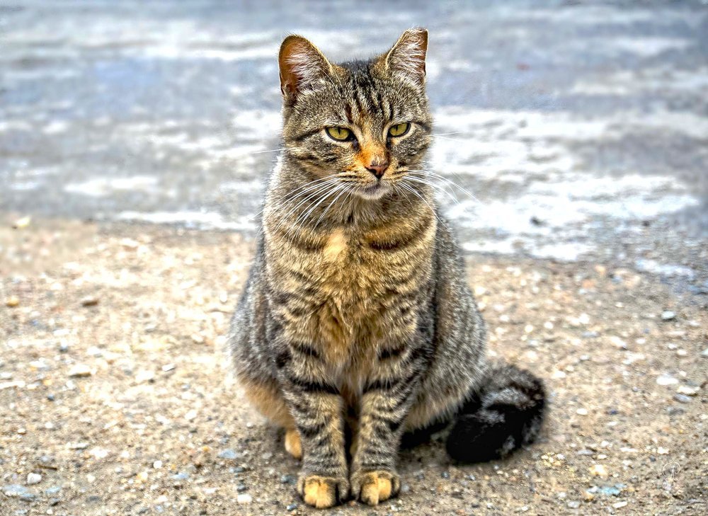 Photograph by POPOVICI ADRIANA