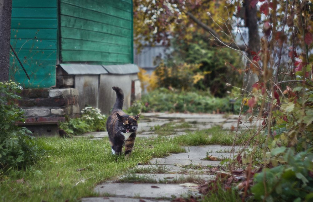 Муся на прогулке*