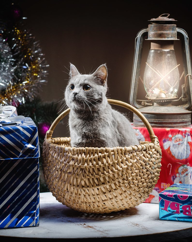 Фотография автора Вячеслав Владимирович