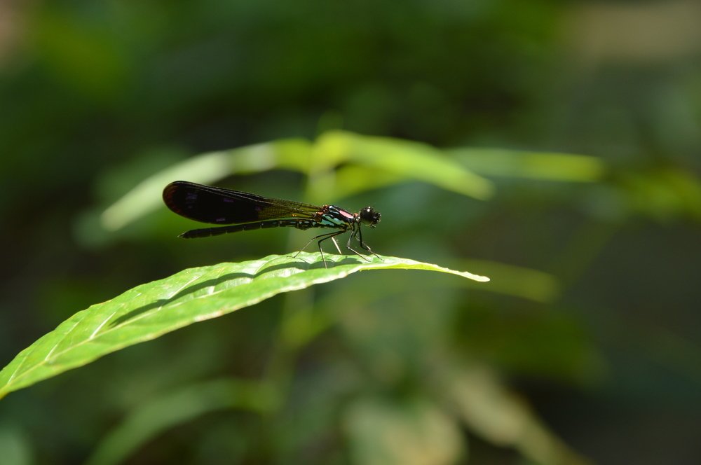 Photograph by Mohamad Yusuf