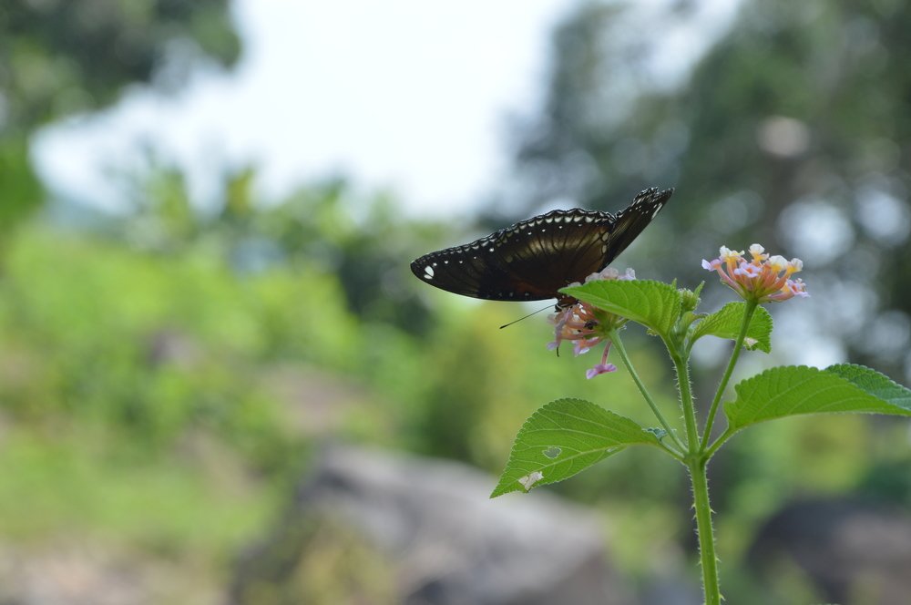 Photograph by Mohamad Yusuf