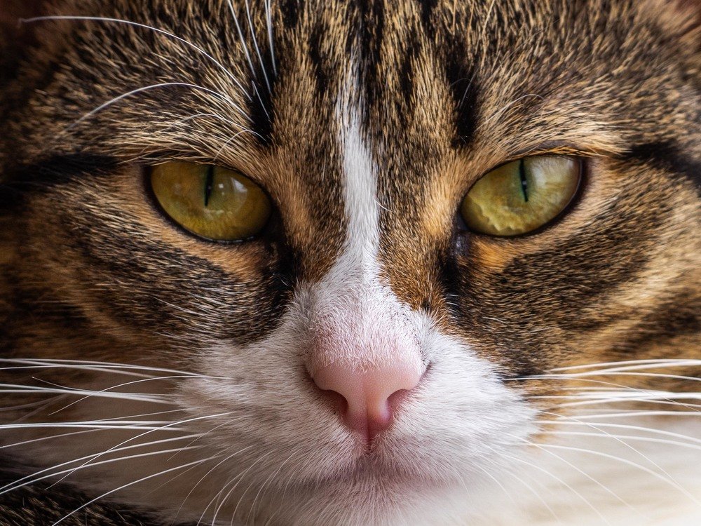 Photograph by mikhail goryachev