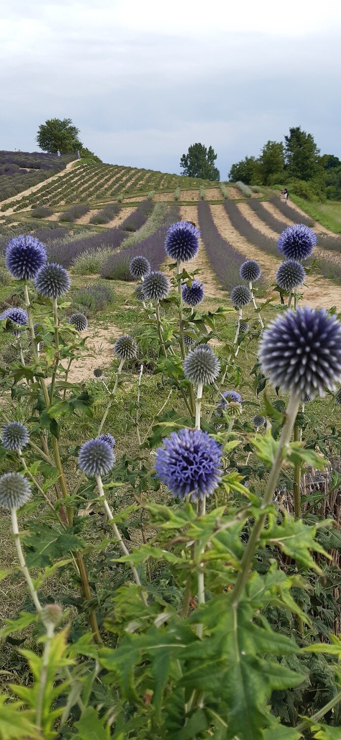 Purple Hills