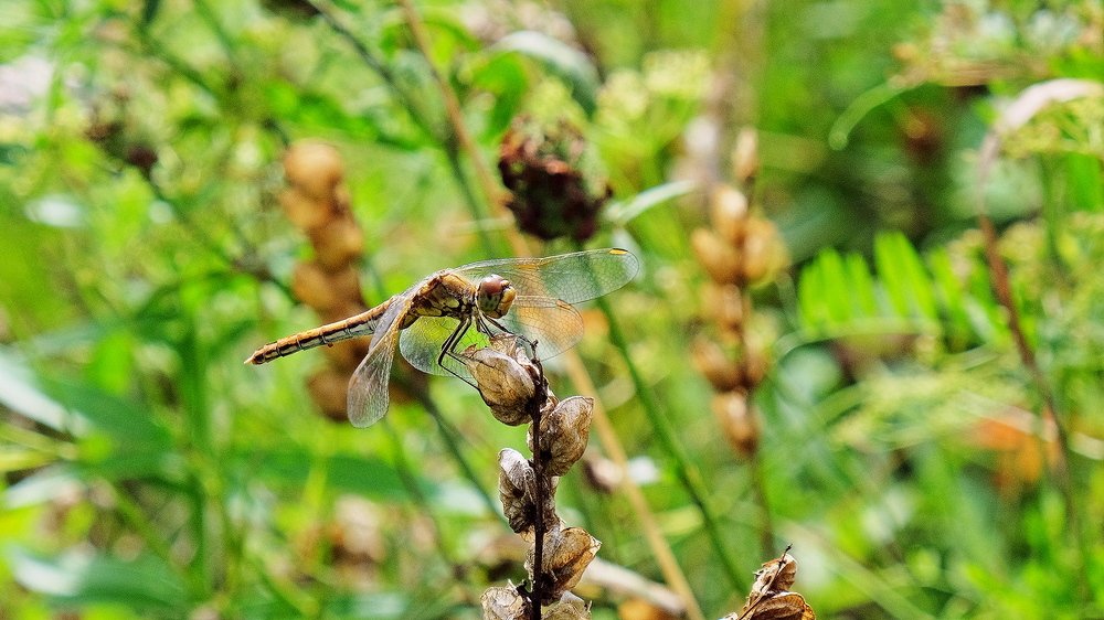 Photograph by Александр Потапов