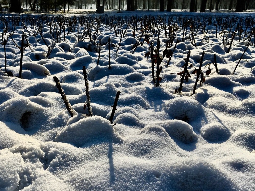 Photograph by Елена Ким